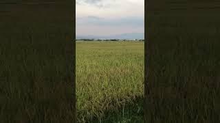 NUEVA ECIJA - Rice Granary of the Philippines