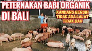 PETERNAKAN BABI ORGANIK DI BALI - ORGANIC PIG FARMING IN BALI Part 12