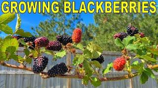 This BLACKBERRY Variety Is The One To Grow COMPLETE GROWING GUIDE