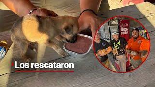 Rescatan a 6 cachorros que perdieron a su madre por las lluvias de “Alberto”  #HuellitasYRabitos