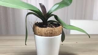 Why orchids do not bloom ?  Orchid Care  How to make orchid bloom ?