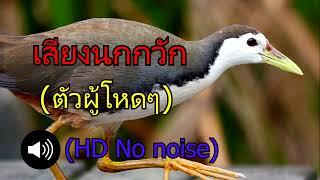 เสียงนกกวัก สุดยอดแห่งปี 2022  suara burung tekukur HD  No noise