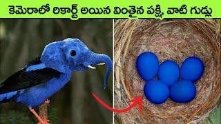 most Unusual Eggs In The World  rare eggs  facts in telugu  wild animals interesting facts