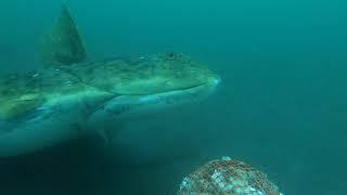 BIGGEST ALASKA HALIBUT EVER CAUGHT ON UNDERWATER CAMERA