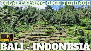 TEGALLALANG CEKINGAN RICE TERRACE - UBUD - BALI - INDONESIA - 4K - 2024