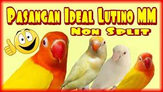 Pasangan Tepat Untuk Lovebird Lutino MM Non Split