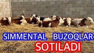 YOSH SIMMENTAL BUZOQLAR SOTILADI 950909515 Dastafka hizmati Kelishiladi.