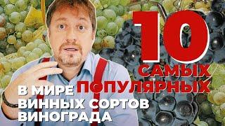 10 САМЫХ ПОПУЛЯРНЫХ в мире сортов винного винограда