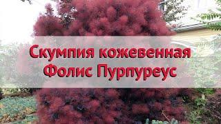 Скумпия кожевенная Фолис Пурпуреус  Обзор посадка и уход. саженцы скумпии описание и особенности