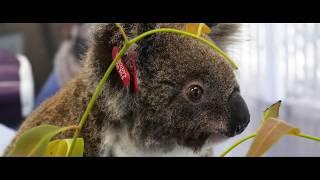 Updates from Currumbin Wildlife Hospital during the Australian bushfire crisis.