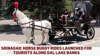 Srinagar Horse Buggy Rides Launched for Tourists Along Dal Lake Banks