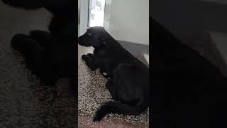 A sad abandoned dog sleeps in front of someone elses door sad