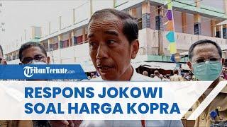 Kunjungan Kerja ke Halmahera Barat Presiden Jokowi Beri Respons soal Anjlokya Harga Kopra di Maluku
