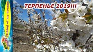 Мое родное ТЕРПЕНЬЕКогда цветёт черешня