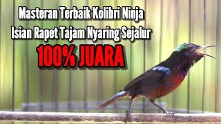 MASTERAN MEWAH KOLIBRI NINJA FULL TEMBAKAN ISIAN RAPET NYARING TAJAM LAGU SEJALUR 100% NYAUT