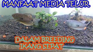 MEDIA TELUR UNTUK BREEDING IKAN SEPAT