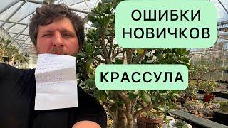 ТОП ОШИБОК НОВИЧКОВ ПРИ ВЫРАЩИВАНИИ ДЕНЕЖНОГО ДЕРЕВА КРАССУЛЫ ТОЛСТЯНКИ И ДРУГИХ СУККУЛЕНТОВ