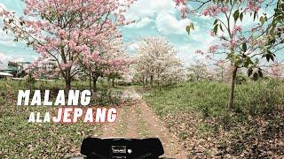 Malang Ala JEPANG  Bunga SAKURA lokal di Malang view Gunung ARJUNA