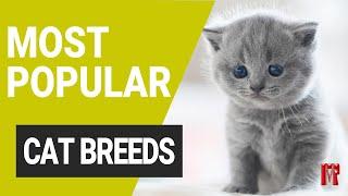 Top 10 Most Popular Cat Breeds 2023