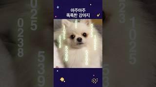 아주아주 똑똑한 강아지 #dog