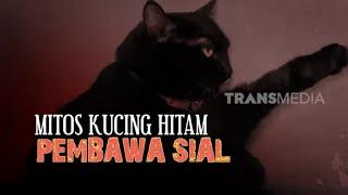 Mitos Kucing Hitam Pembawa Sial  SECRET STORY 110223