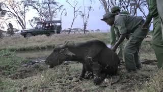 Rescuing a Young Buffalo Bull from a Swamp in Lewa Wildlife Conservancy Kenya A Case Study