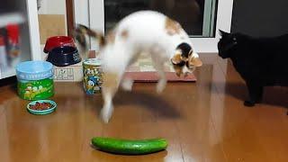 Cats vs Cucumbers A Compilation