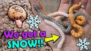 Baby Snow & Axanthic Hognoses Hatching