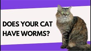 HOME REMEDIES FOR WORMS IN CATS  HOW TO GET RID OF CAT WORMS #catviralvideos #dothis