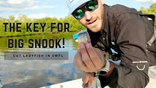 The BEST way to catch BIG snook  Cut Bait Fishing