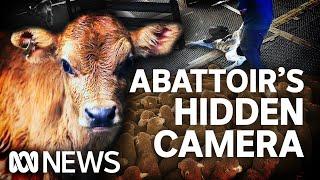 Distressing video emerges from secret camera in abattoir  ABC News