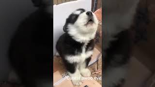 baby husky howling cute #shorts