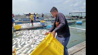 Ikan Mati Hanyut Dari Sangkar