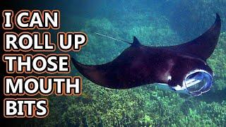 Manta Ray facts possibly dragons??  Animal Fact Files