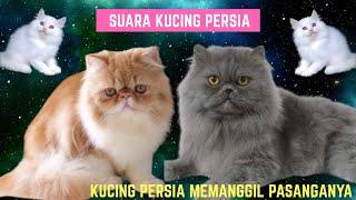 SUARA KUCING PERSIA. KUCING PERSIA MEMANGGIL PASANGANYA