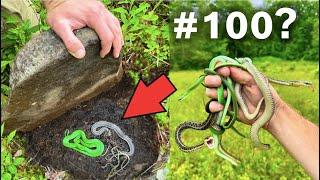 Can We Find 100 SNAKES in a Day?