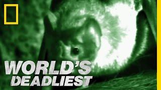 Vampire Bats  Worlds Deadliest