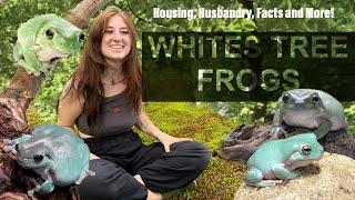 All about WHITES TREE FROGS Care housing husbandry diet and more