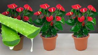 Please do this urgently Anthurium will bloom like crazy and produce lots of roots