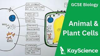 Animal and Plant Cells - GCSE Biology  Kayscience.com