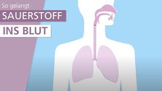 Wie funktioniert die Lunge?  Stiftung Gesundheitswissen
