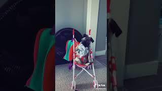 Pug likes to sit on her stroller