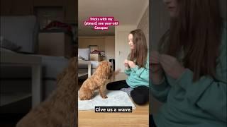 Tricks With My Almost One-Year Old Cavapoo Ruby ️ #Cavapoo #PuppyLife #PuppyTube
