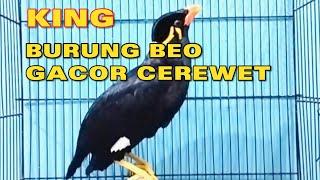 KING BURUNG BEO GACOR & CEREWET ‼️