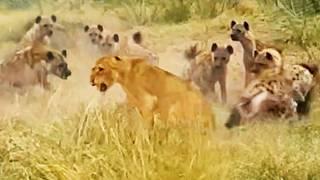 Hyenas Mob and Bite Lone Lioness