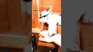 #kucinggatal #burungkakatuajancok #viral #viraltiktok kucing gatel 