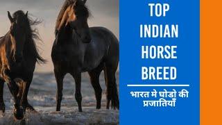 Horse breeds of India  #indian horse breeds #manipuri horse