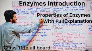 Enzymes Introduction Properties of enzymes in Class11