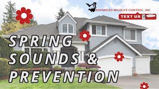 Spring Sounds and Prevention