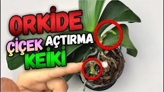 How to Make Orchid Keiki and Flower Creation